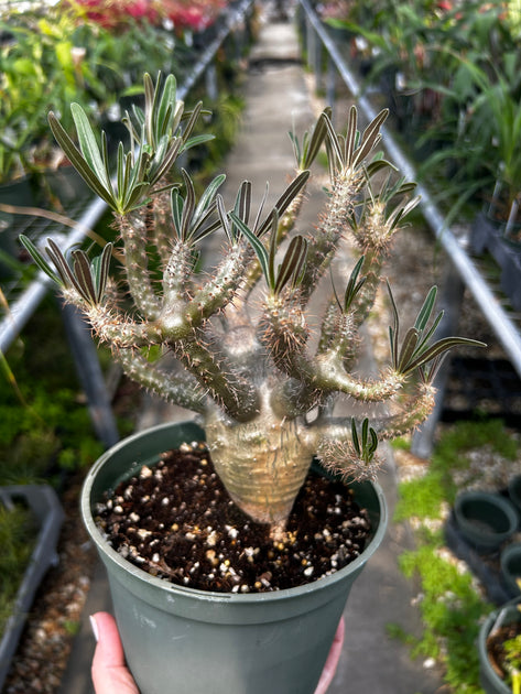Pachypodium gracilius – Tropiflora