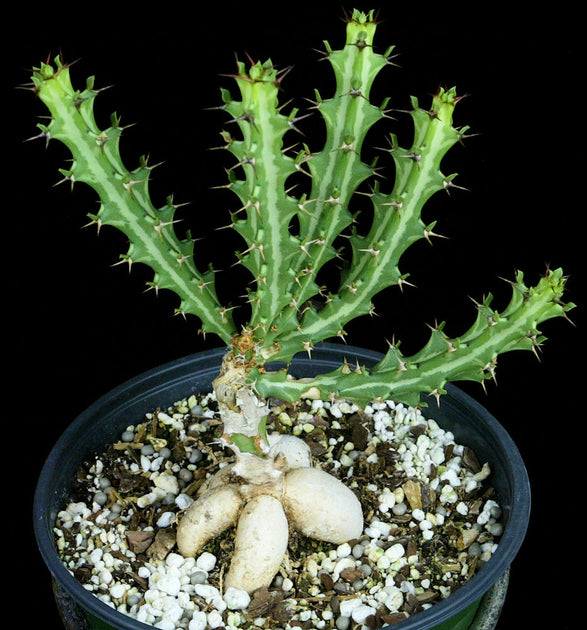 Euphorbia knuthii – Tropiflora