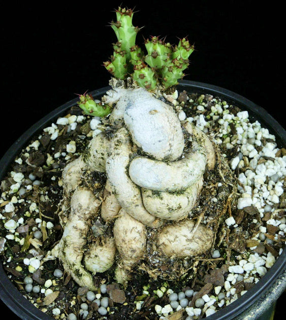 ユーフォルビア　クンチ(Euphorbia knuthii) fit=scale-down,w=1200