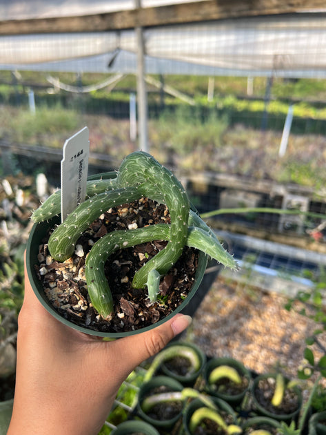 inchworm succulent Senecio pendulus 'Inchworm plant' – Tropiflora