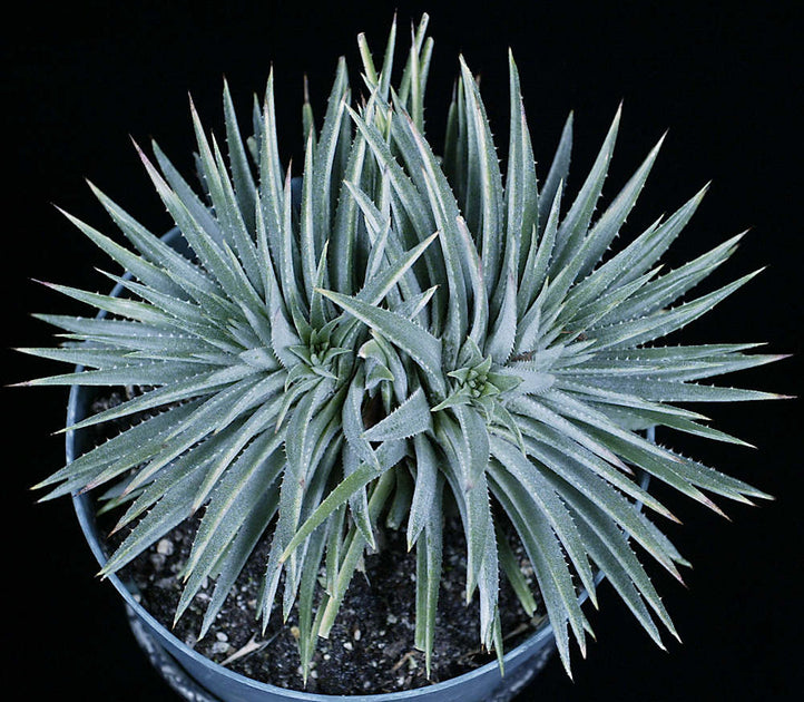 Dyckia hebdingii Arojo dos Ratos, RS – Tropiflora