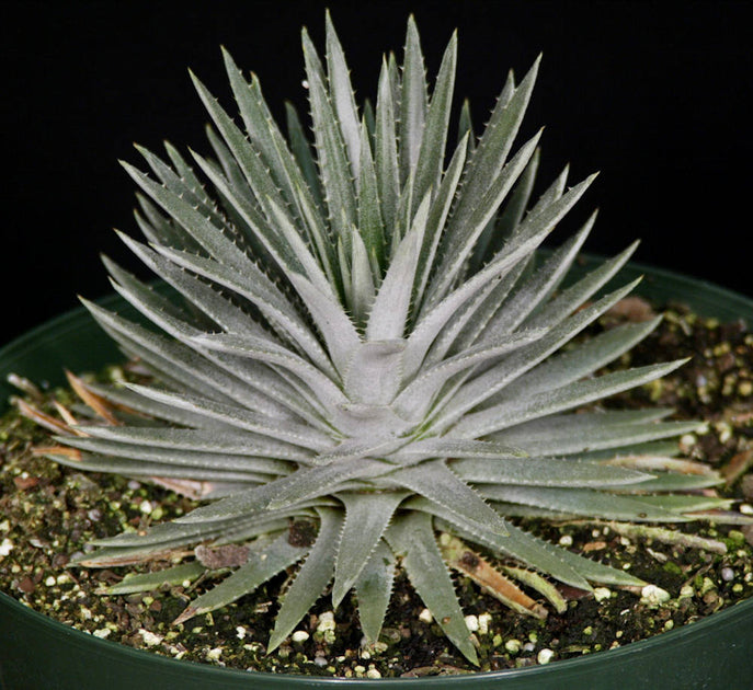 Dyckia hebdingii Arojo dos Ratos, RS – Tropiflora