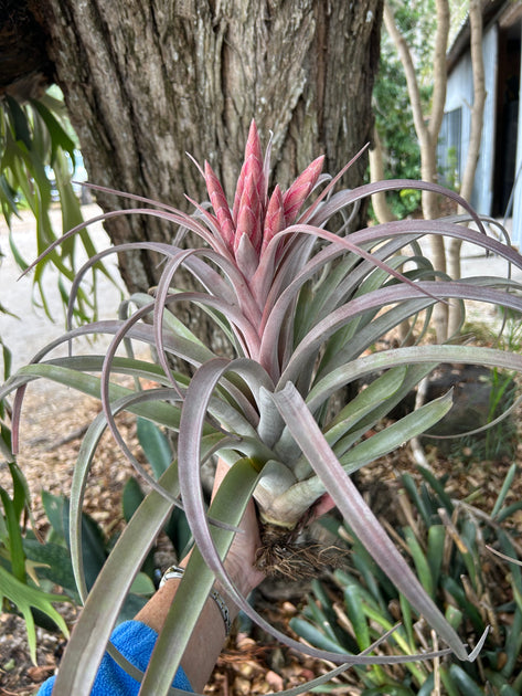 Tillandsia 'Tropical Fire' – Tropiflora