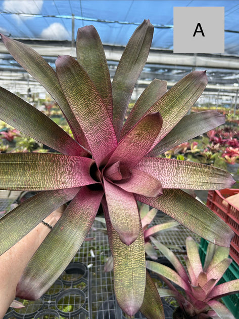 Vriesea 'Kiwi' hybrid – Tropiflora