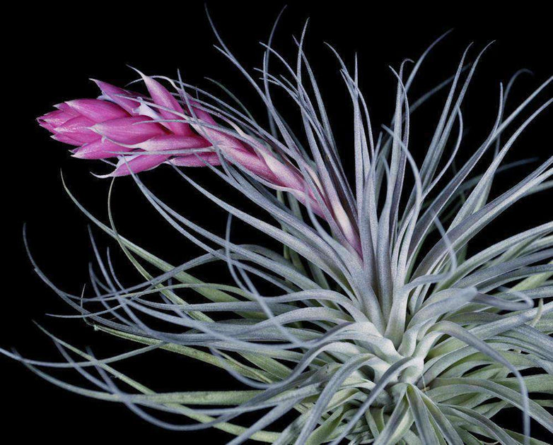 cotton candy air plant Tillandsia Bulk Plants: Tillandsia 'Cotton Candy' (Minimum of 5)