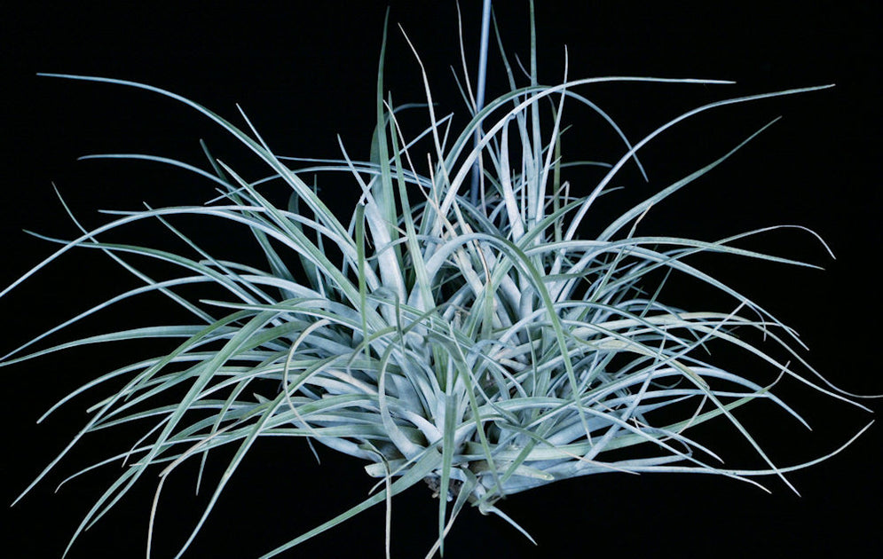 T*a様 チランジア　プリンゲリxストレプトフィラ Tillandsia pringlei x T.streptophylla チランジア・プリンゲリx