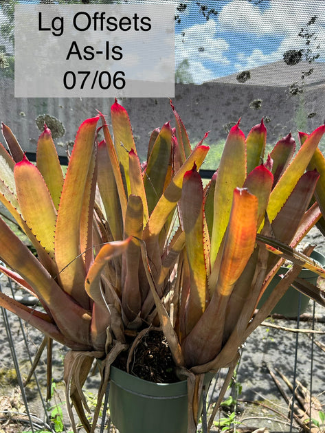 Neoregelia cruenta 'Pontal' – Tropiflora