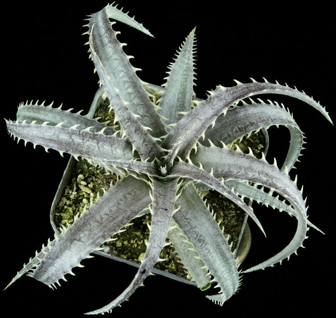 Dyckia marnier-lapostollei at San Marcos Growers Dyckia marnier