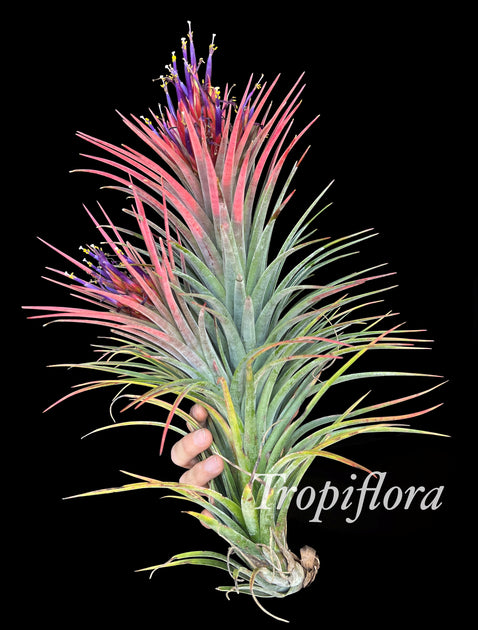 Tillandsia 'Chickasaw Bill' チランジア チカソービル 37571△エア