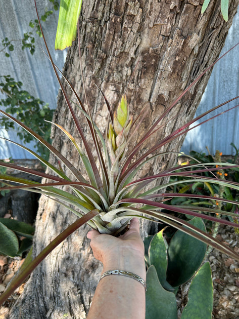fasciculata tropiflora air plant Tillandsia fasciculata 'Magnificent' – Tropiflora