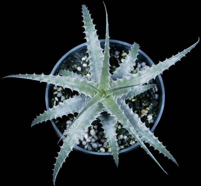 Deuterocohnia longipetala Silver hybrid – Tropiflora