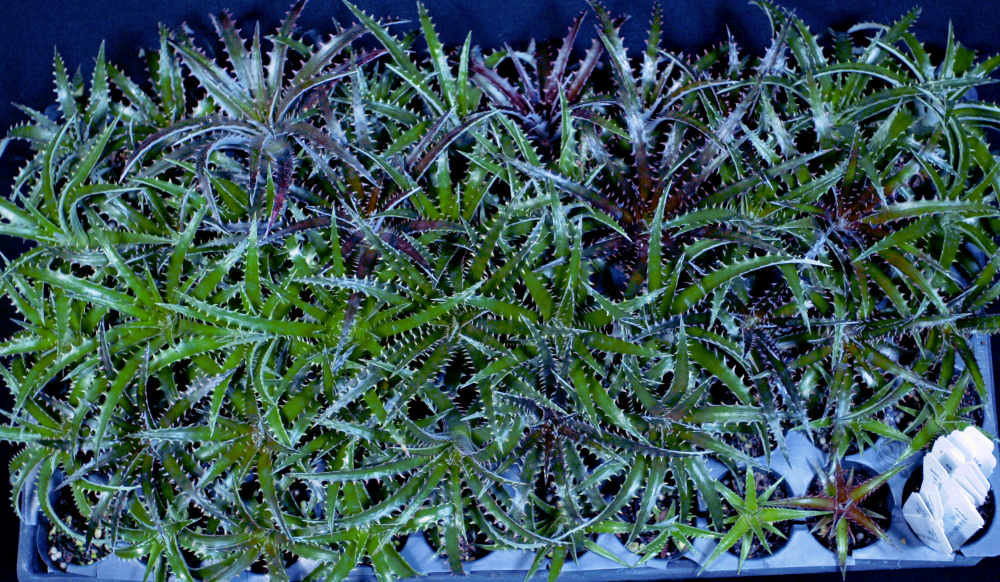 Dyckia 'Arizona' x reitzii v. rubra – Tropiflora