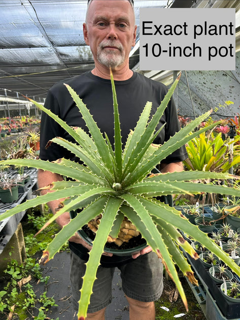 Hechtia cf. glomerata stoloniferous clone – Tropiflora