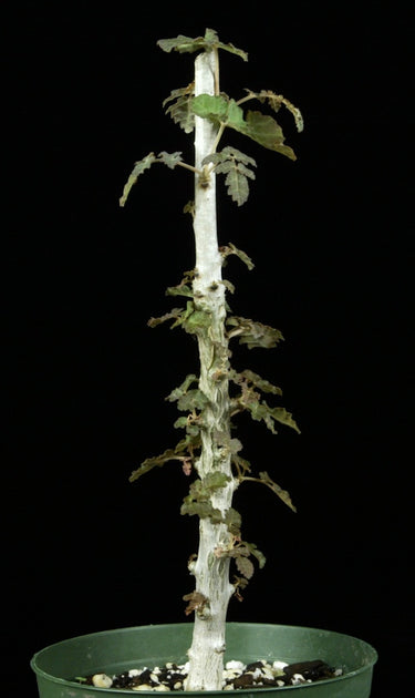 Boswellia dioscoridis – Tropiflora