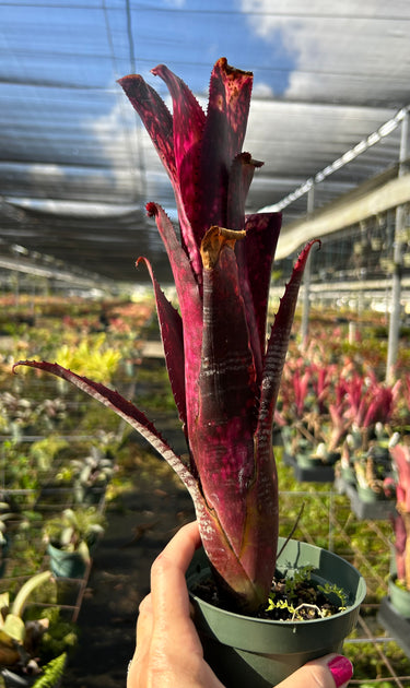 Billbergia 'Berry Blast' – Tropiflora