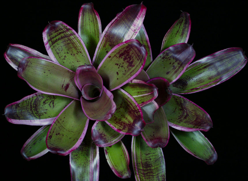 Neoregelia 'Sister Janet' – Tropiflora