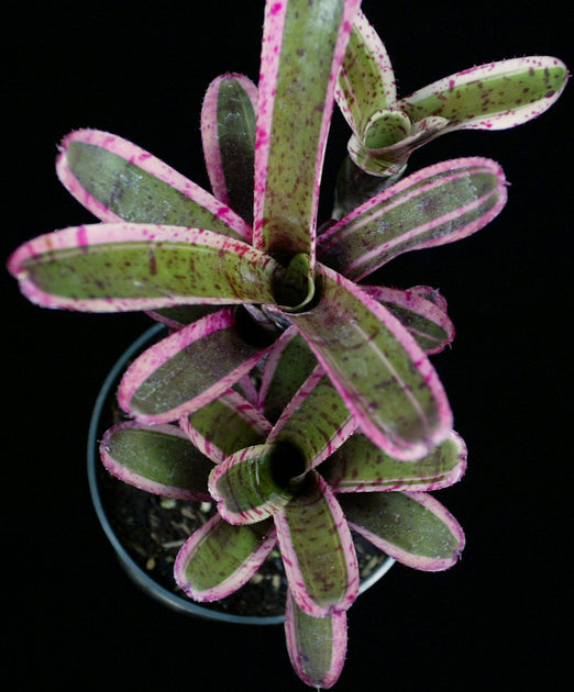 Neoregelia 'Star Fire' – Tropiflora