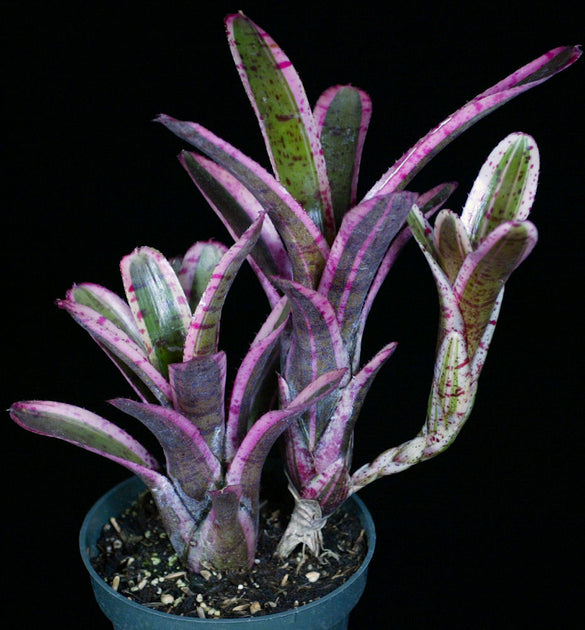 Neoregelia 'Star Fire' – Tropiflora