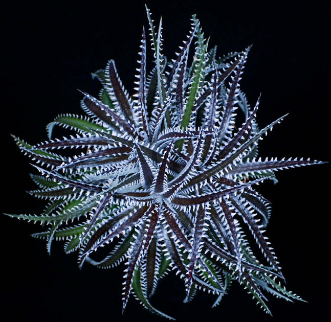Dyckia 'Arizona' f2 Clone 3 – Tropiflora