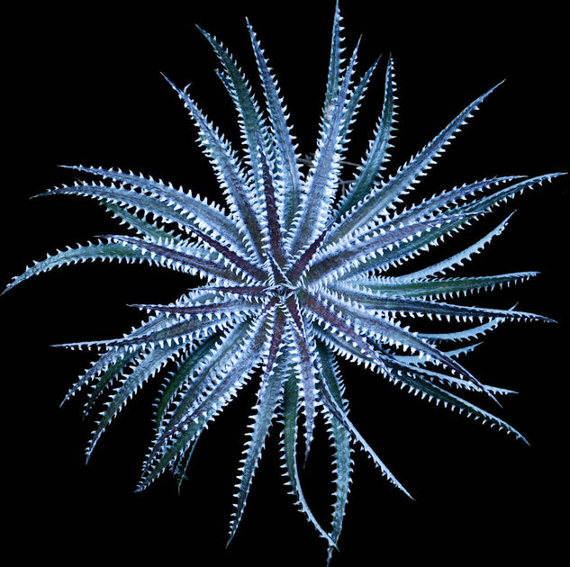 ディッキア エルカホン Dyckia El Cajon ⑵ Dyckia 'Arizona' f2 Clone 3 – Tropiflora