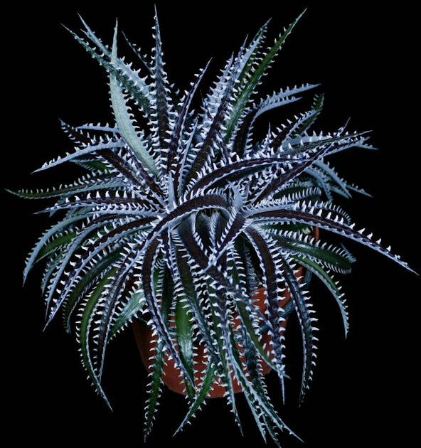 DBディッキア Dyckia Paylen x BS x Arizona #09 DBディッキア Dyckia Paylen x BS x Arizona #09 ディッキア