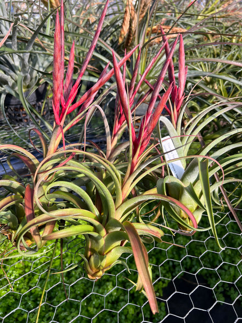 チランジア Redy Tillandsia 'Redy' – Tropiflora