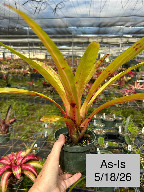 Aechmea victoriana v. discolor variegated – Tropiflora