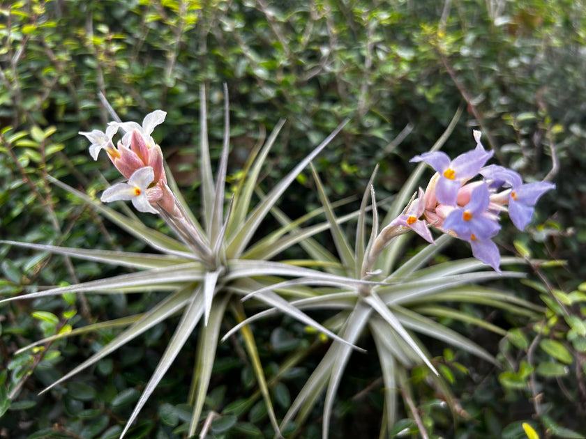bergeri air plant Tillandsia ixioides x bergeri
