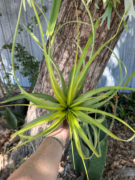 Tillandsia 'Bahia' – Tropiflora
