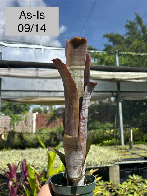 Billbergia 'Ralph Graham French' – Tropiflora