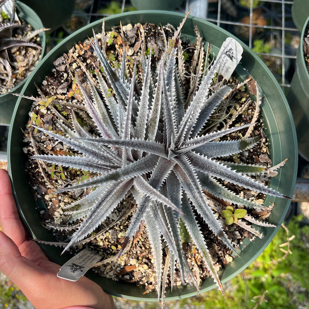 Dyckia 'Southbay' – Tropiflora