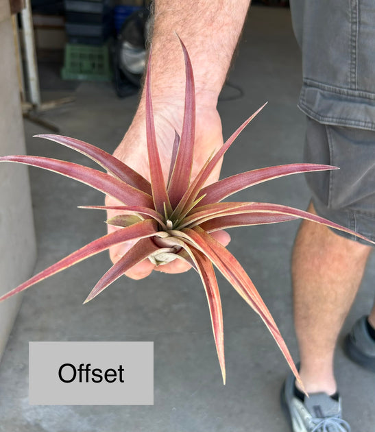 Tillandsia 'Love Knot' – Tropiflora