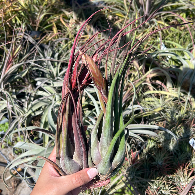 ブロメリア・エアープランツ Tillandsia 'Passion' ブロメリア・エアープランツ Tillandsia 'Passion' 植物好きにジワジワ