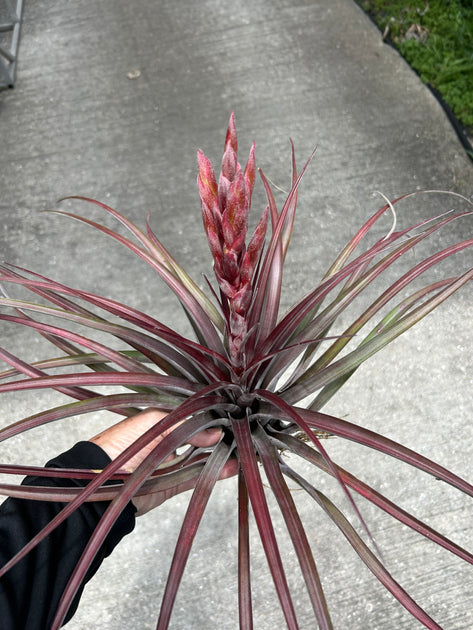Tillandsia 'Domingo' – Tropiflora