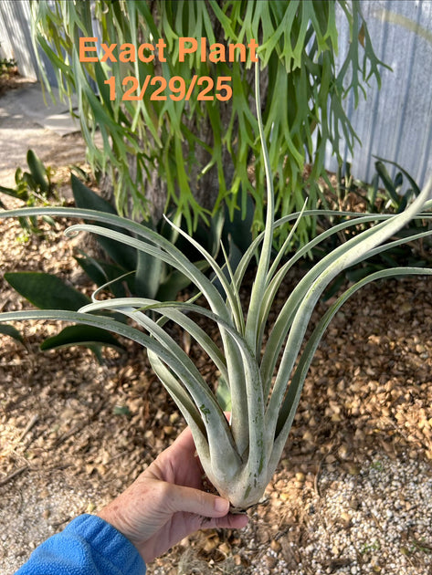 Tillandsia x wisdomiana – Tropiflora