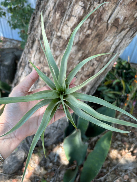 vivipara air plant Tillandsia secunda 'Vivipara' – Tropiflora