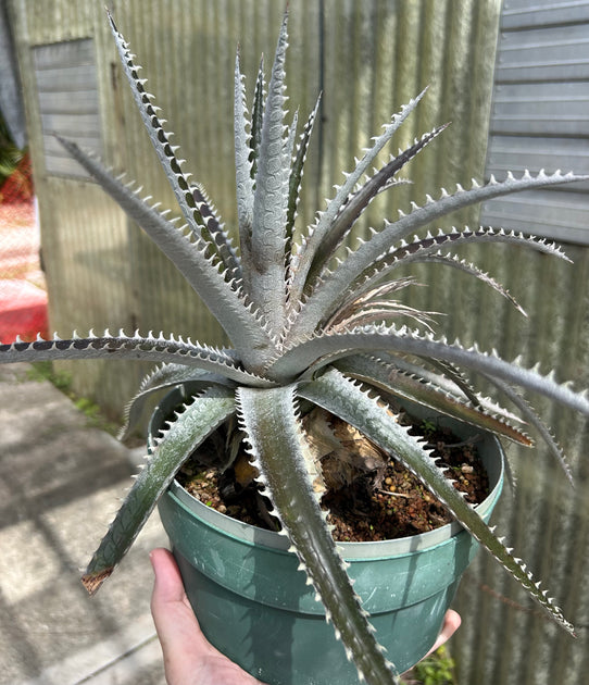 Dyckia 'Arizona' f2 – Tropiflora