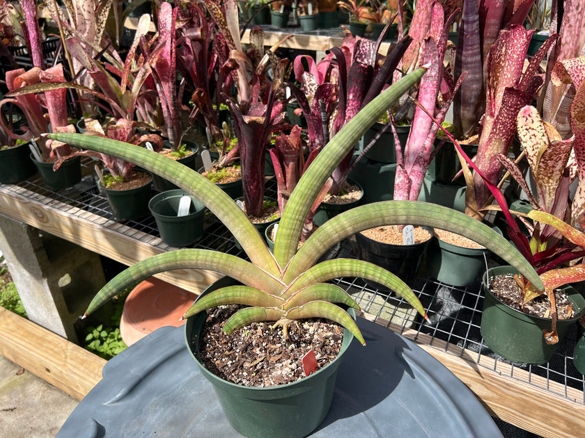 sansevieria pfisteri Sansevieria pfisteri