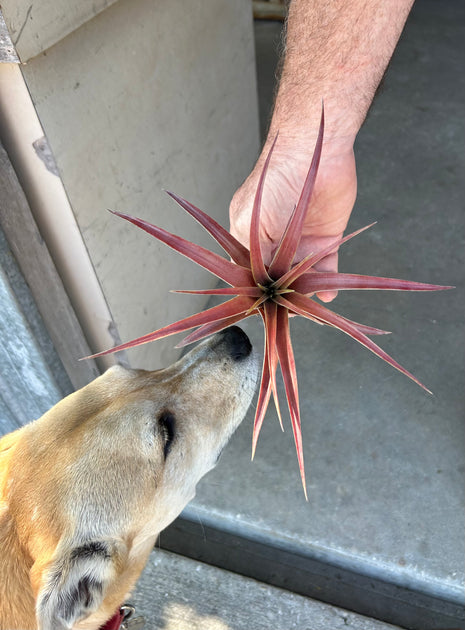 Tillandsia 'Love Knot' – Tropiflora