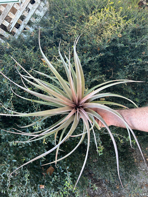 Tillandsia botterii x chiapensis – Tropiflora