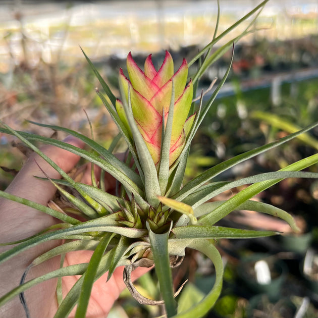 Tillandsia kegeliana – Tropiflora