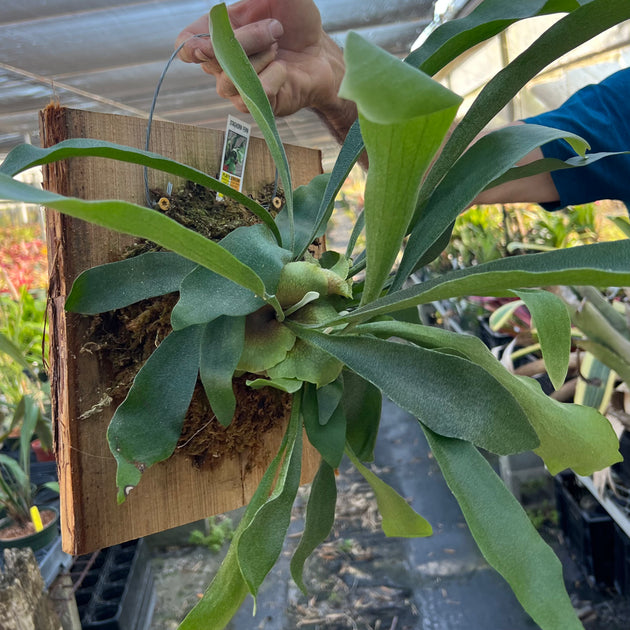 help help help希少株】P. bifurcatum オールド Platycerium bifurcatum (