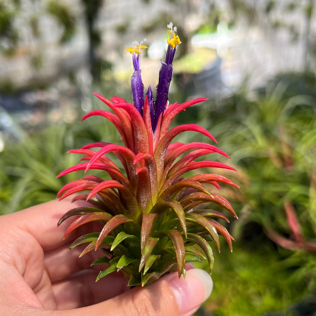 Tillandsia ionantha 'Ron' – Tropiflora