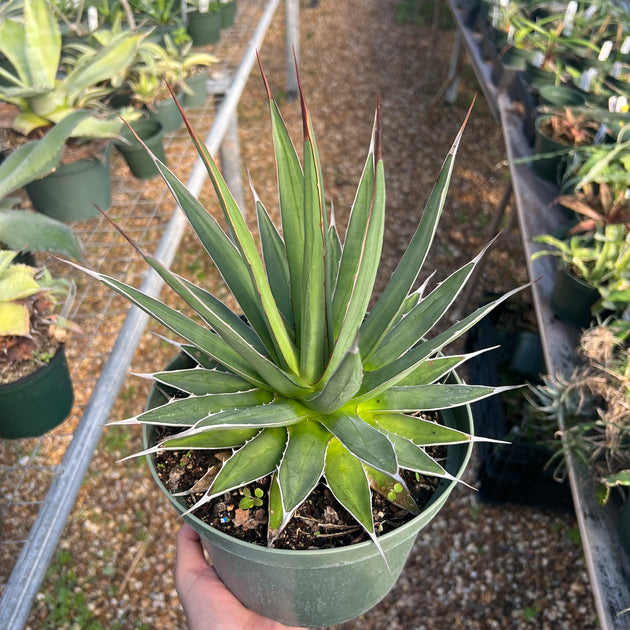Agave obscura – Tropiflora