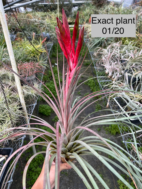 Tillandsia 'Awesome Amber' – Tropiflora Tillandsia 'Awesome Amber' – Tropiflora