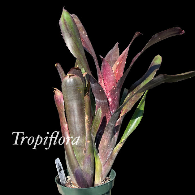 Billbergia 'DM×Afterglow'×'Purple Haze' Billbergia 'Don's Purple