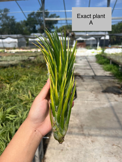 Tillandsia Joel Superior (RFI) 速達発送 Tillandsia 'Joel Superior' – Tropiflora