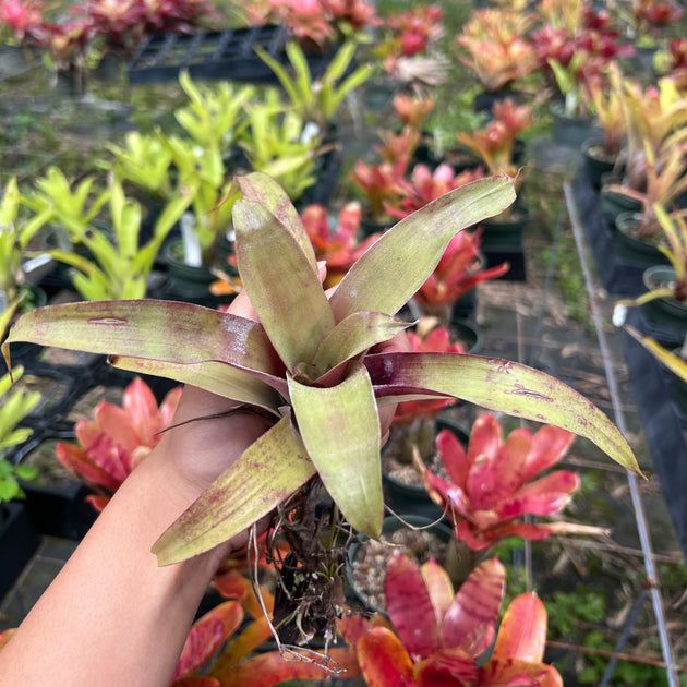 Tillandsia krukoffiana – Tropiflora