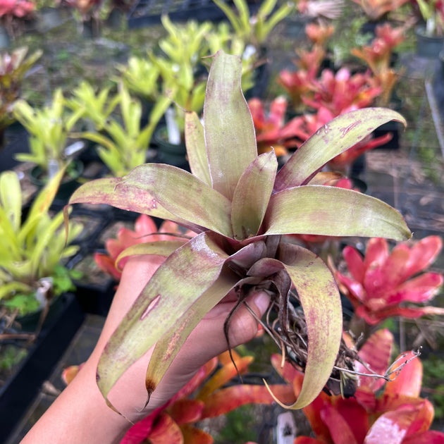Tillandsia krukoffiana – Tropiflora