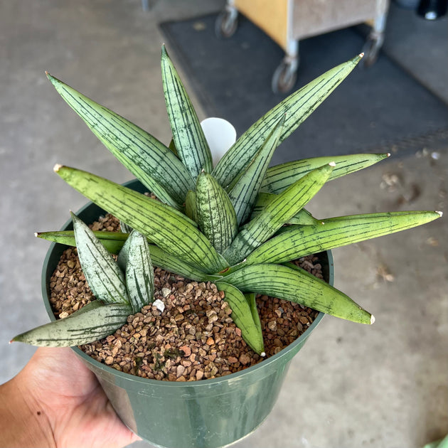 sansevieria rocket Sansevieria 'Rocker' – Tropiflora